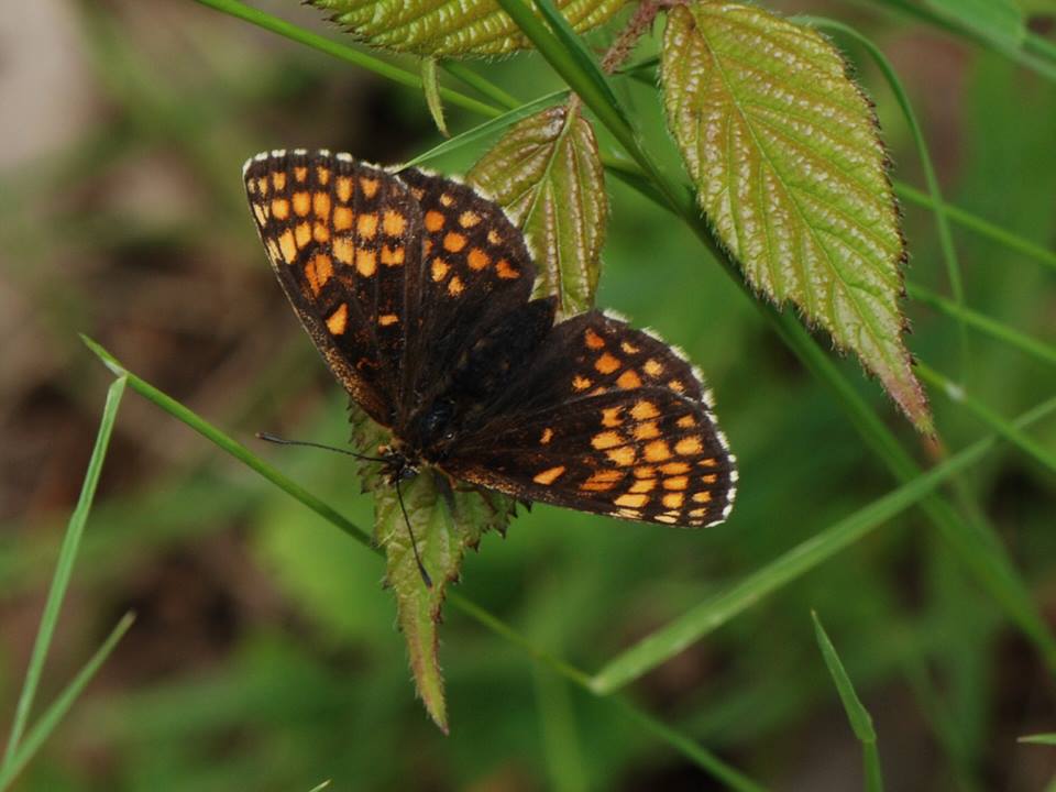 Melitaea athalia (heath fritillary aberration blean woods kent. june 2012) Internet Image property of respective owner, non-commercial use only